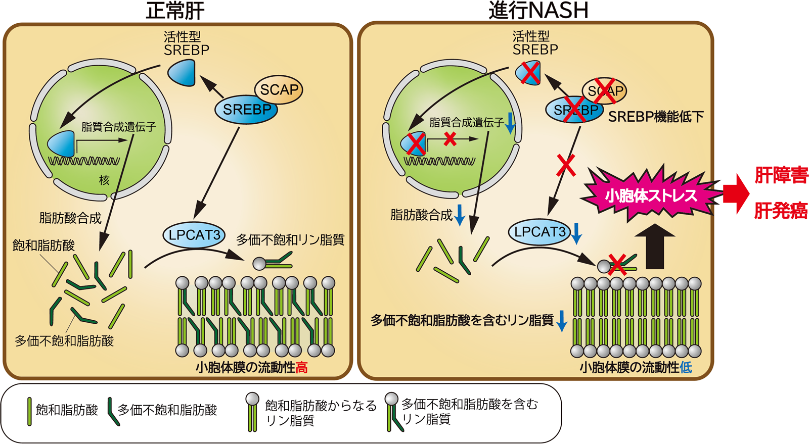 非アルコール性脂肪肝炎－病態悪化の謎を解明－