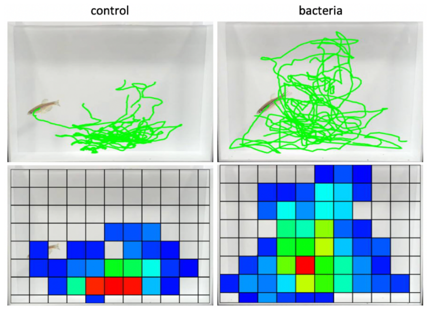 不安行動を軽減させる腸内細菌の追求